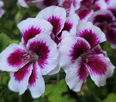 Martha Washington Geranium